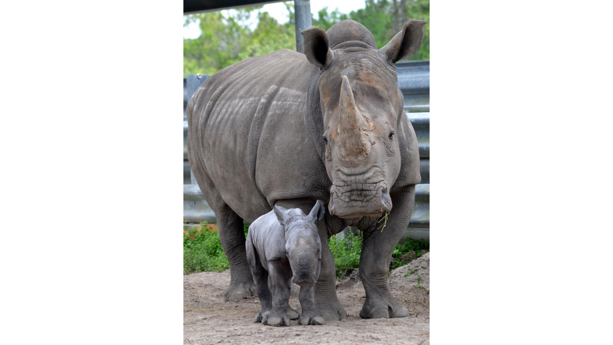 Palm Beach Zoo